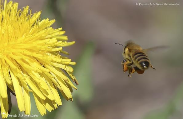 Abeille mellifère ♀