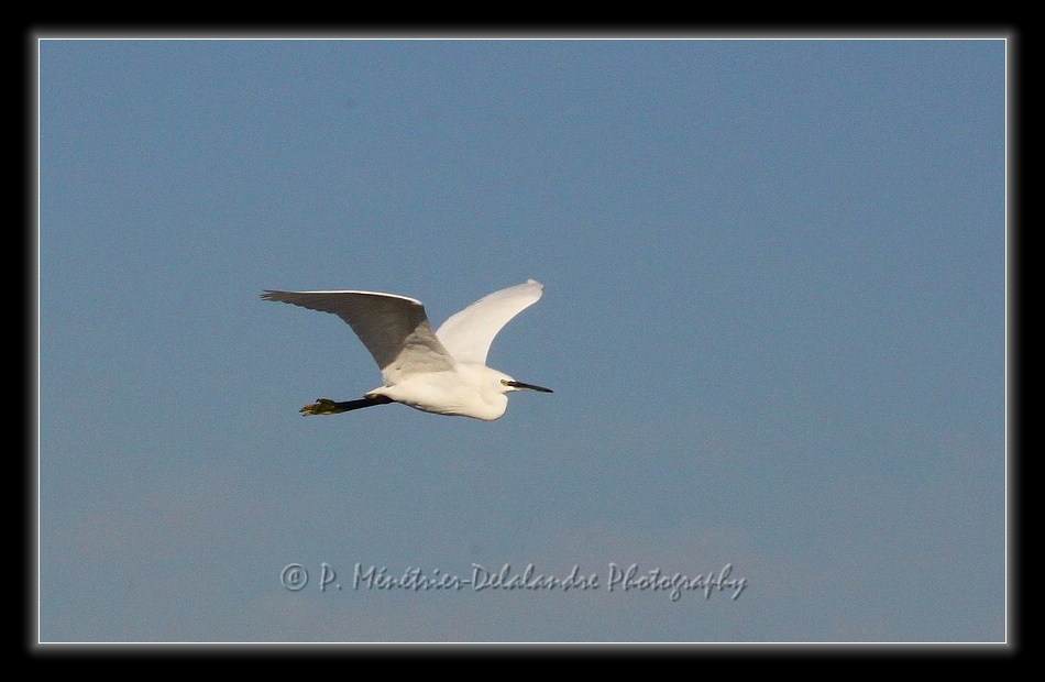 Jeux d'ailes d'une aigrette garzette...
