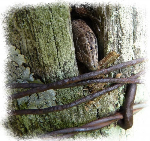 Lézard des murailles
