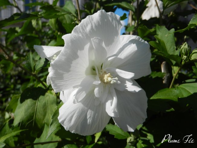 Image33.jpg