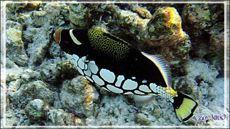 Baliste-clown, Clown triggerfish (Balistoides conspicillum) - Snorkeling à Thudufushi - Atoll d'Ari - Maldives