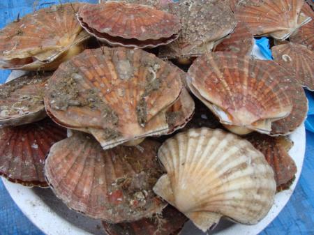 Copie_de_Coquilles_st_Jacques