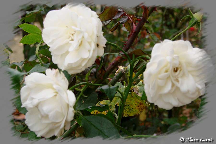Fleurs du dimanche