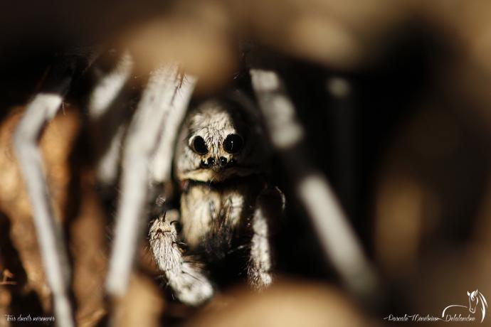 Araignée