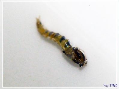 Naissance d'un minuscule diptère sous mes yeux - Lartigau - Milhas - 31
