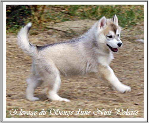 Chiot Husky Femelle 2 (43j)