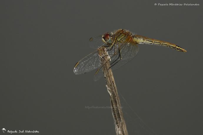 Sympetrum fonscolombii ♀ (Sympétrum à nervures rouges)