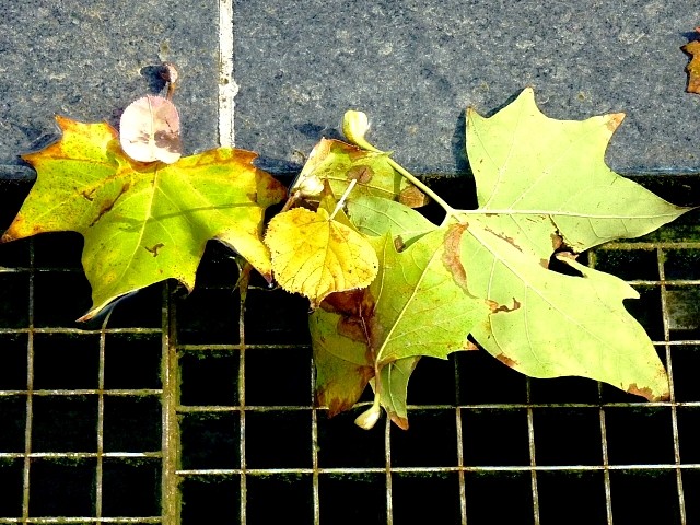 L'automne à Metz 4 Marc de Metz 17 10 2012