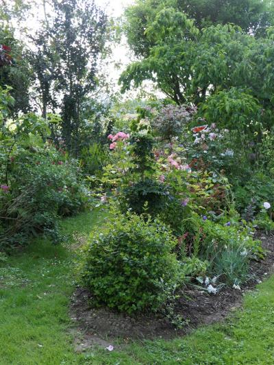 Acer platanoides Marit