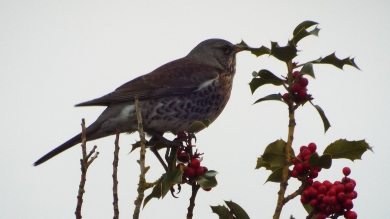 Oiseaux 