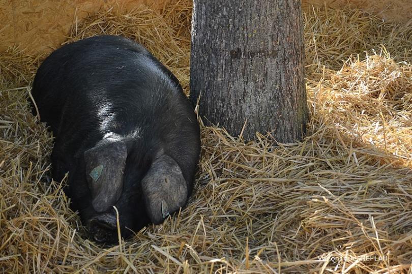 Rambouillet : La Saint Lubin - les 15èmes Comices agricoles 