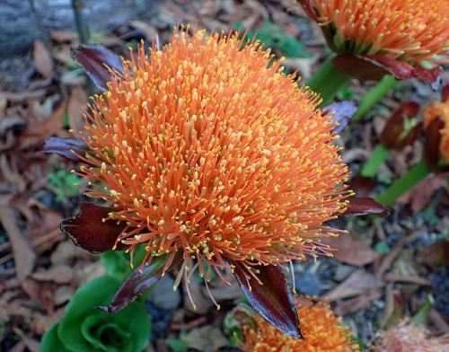 Fleurs cultivées : Scadoxus