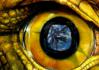 Regard_057.jpg