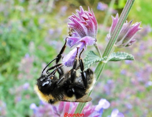 insectes