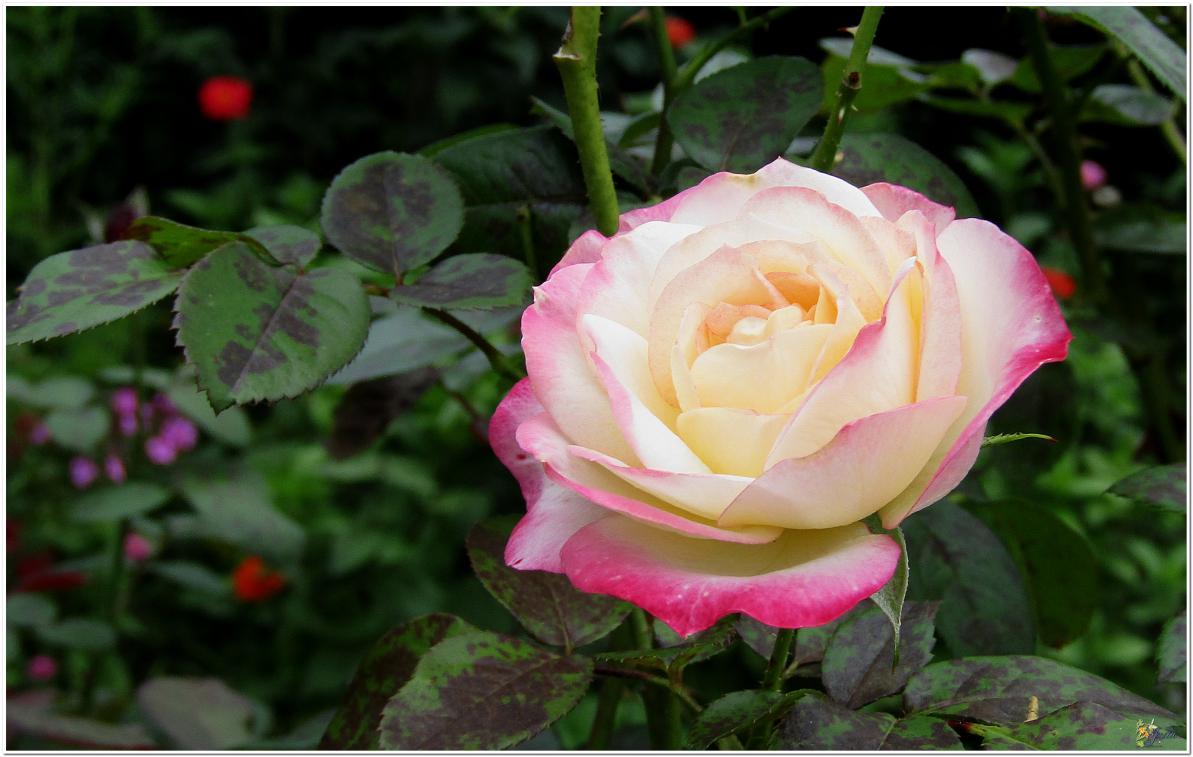 2024  LES ROSES DU JARDIN 