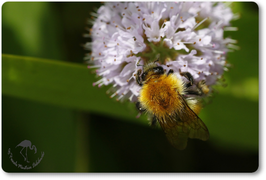 Bombus pascuorum =Thoracobombus - Bourdon des champs