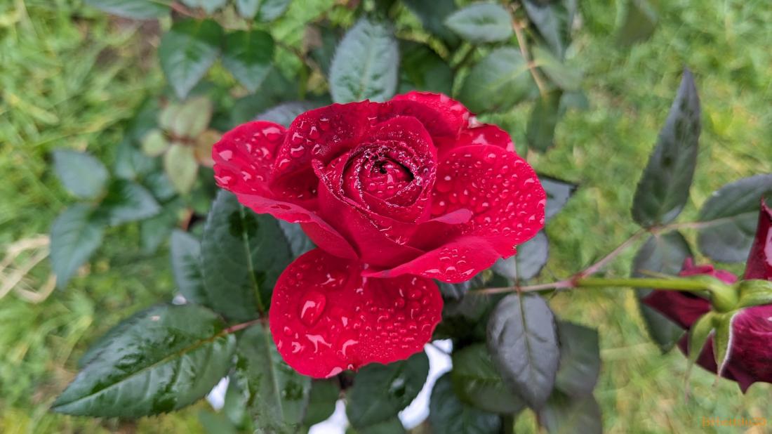 Les fleurs du moment et ++