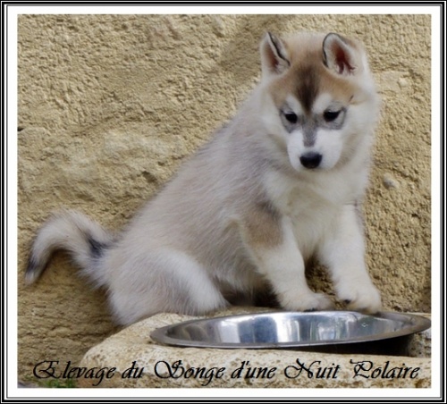 Chiot Husky Femelle 2 (45j)