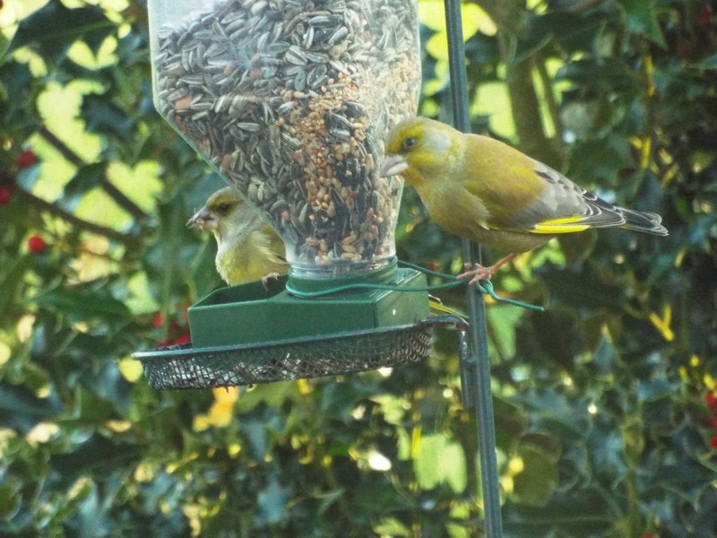 les oiseaux en hiver 