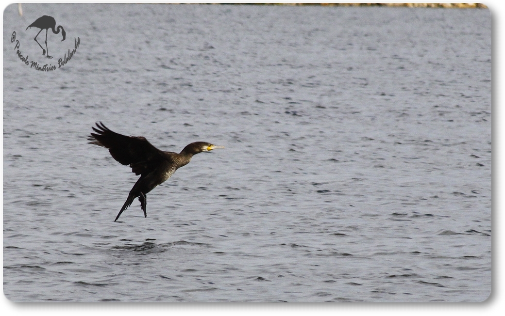 Retour des Grands Cormorans...