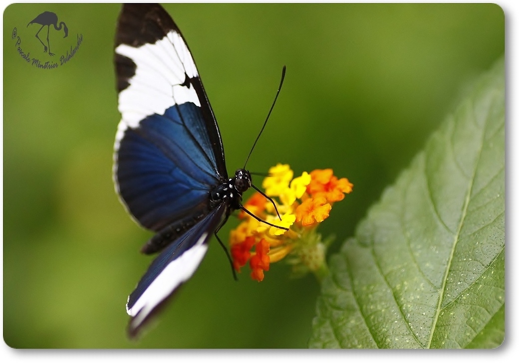 Heliconus cydno - Heliconiidae - Costa Rica