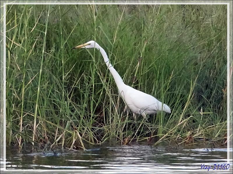 Grande Aigrette, Great Egret (Ardea alba) - Fleuve Zambèze - Zimbabwe