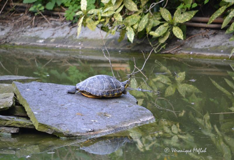  Des tortues de Floride au Parc Montsouris