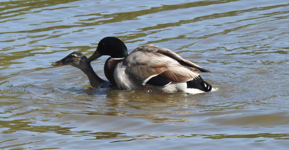 Viol d'une petite cane...