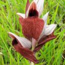Index illustré orchidées