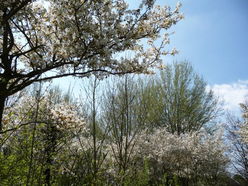 AnnickAmiens25.04.13ParcStPierre