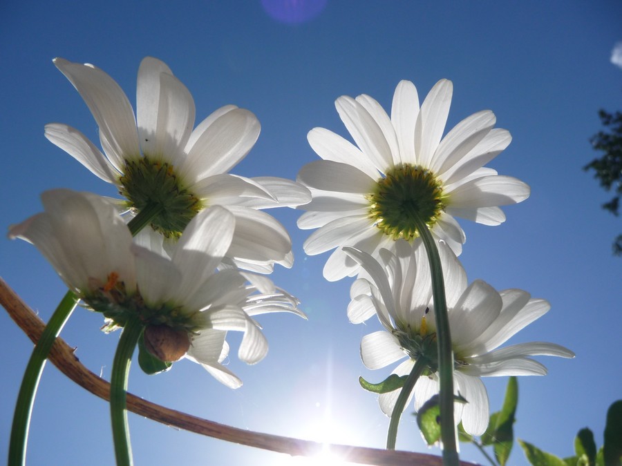 Pour le sourire de deux enfants ... et plus ...