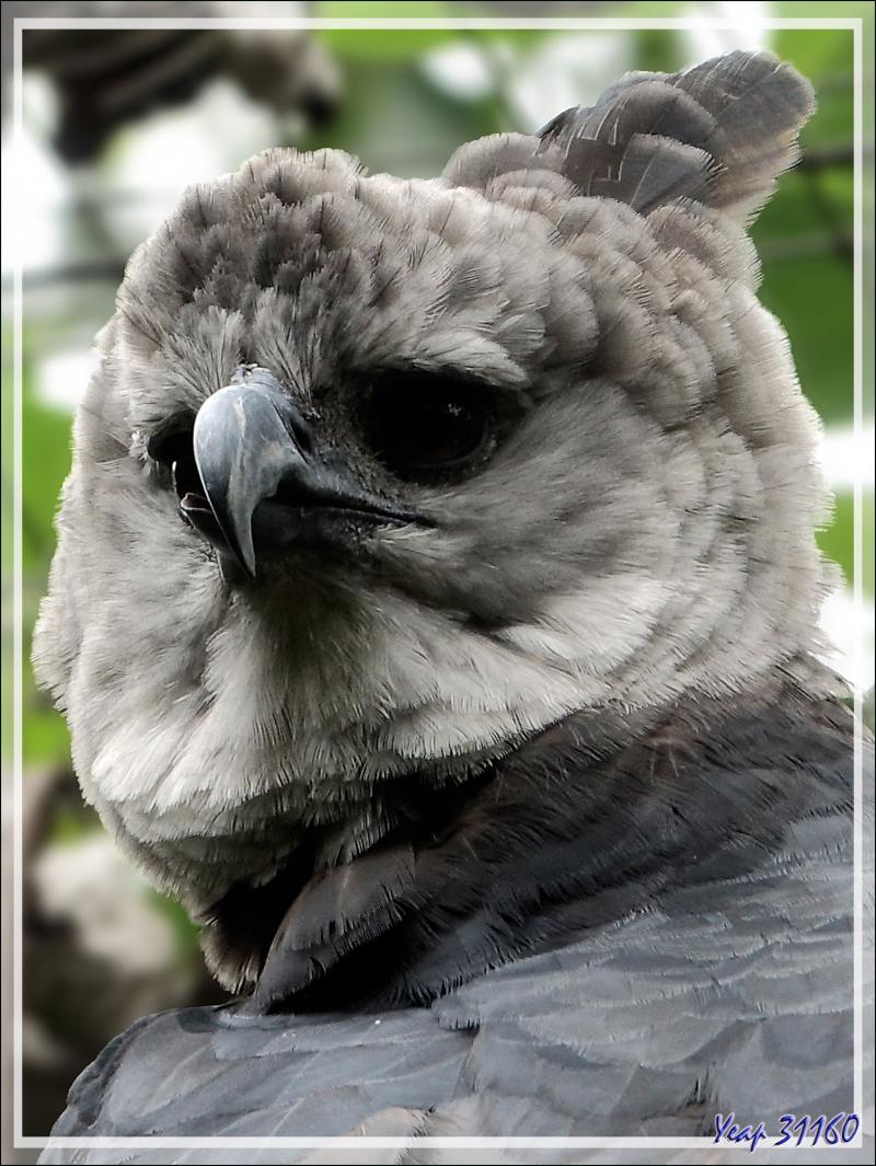Aigle Harpie féroce, Harpy Eagle (Harpia harpyja) - Parque das Aves - Foz do Iguaçu - Brésil