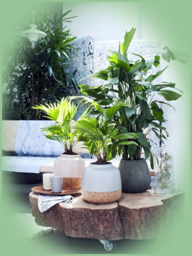 Plantes Energies.