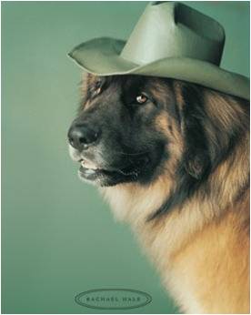 Chiens marrants