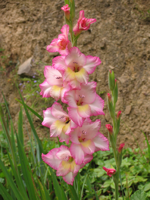 Les fleurs communiquent