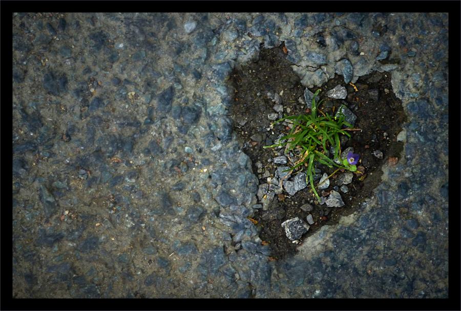  Nature dans le Cœur !