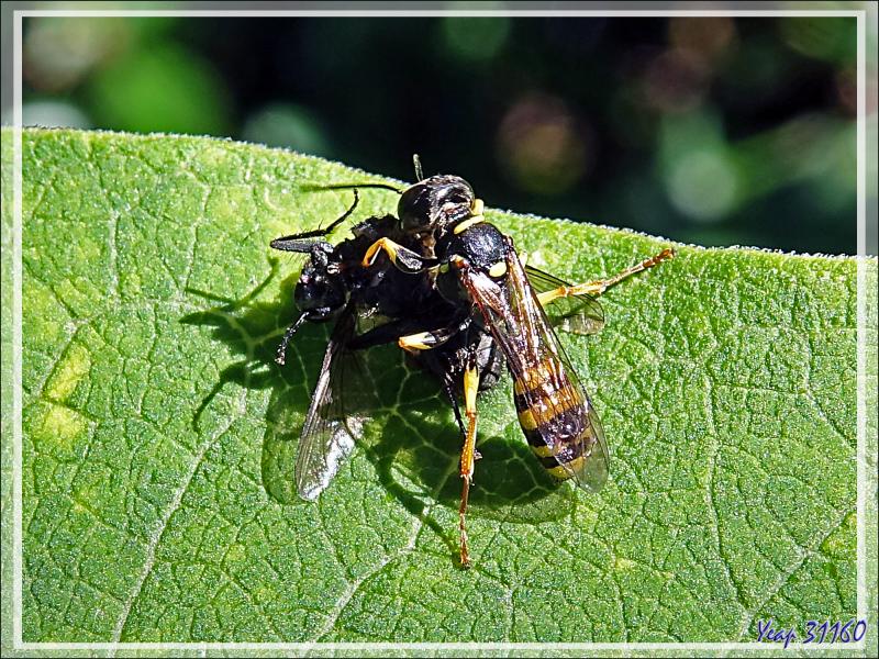 Le repas de la guêpe solitaire "Melline des champs", Field digger-wasp (Mellinus arvensis) - Lartigau - Milhas - 31
