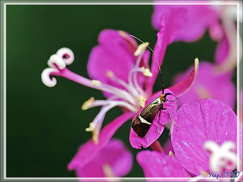 Micro-papillon Adèle femelle (Adela australis) environ 7 mm de long (les sépales des fleurs d'épilobes font 11 mm) - Lartigau - Milhas - 31