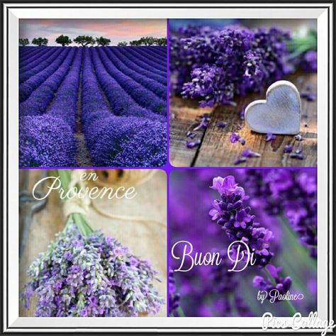 Collages violets