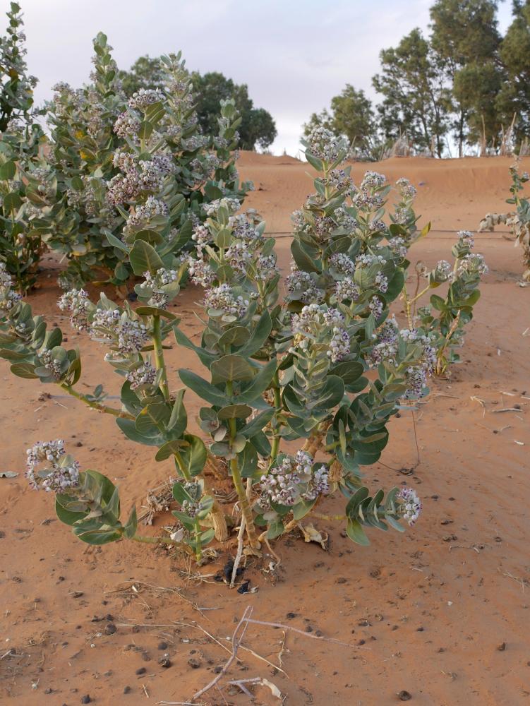 Les dunes de Merzouga