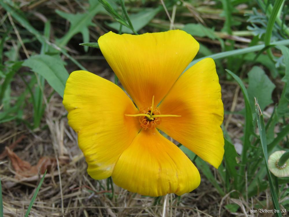 mes fleurs au jardin