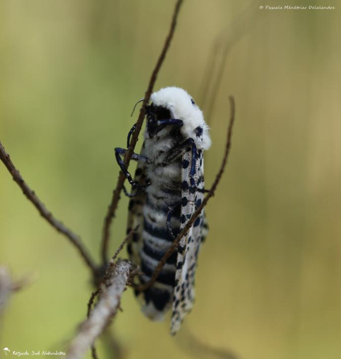 Zeuzère du Marronnier (La), Coquette (La), Zeuzère du Poirier (La) - Zeuzera pyrina (Linnaeus, 1761)