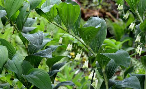 Sceau-de-Salomon Polygonatum odoratum