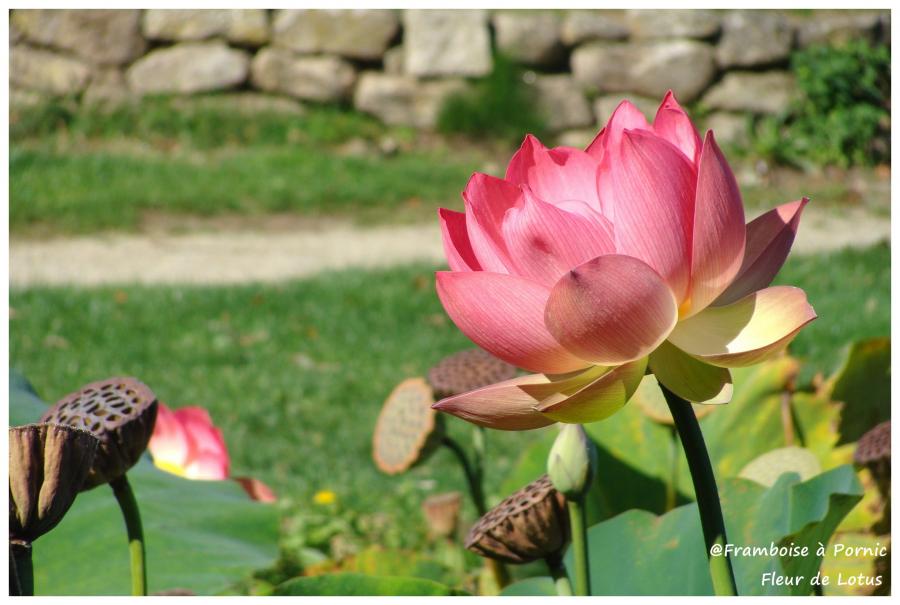 Lotus d'Orient