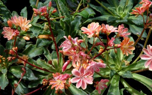 Fleurs cultivées : Lewisia