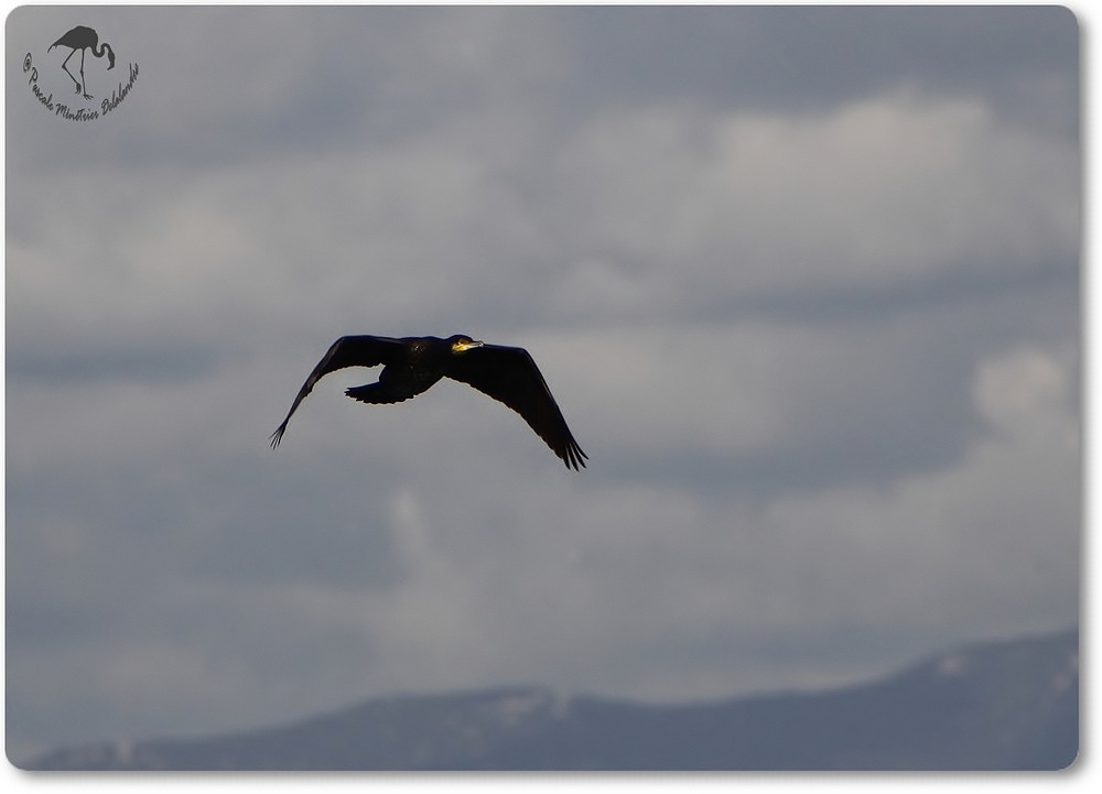 Passage d'un Grand Cormoran...