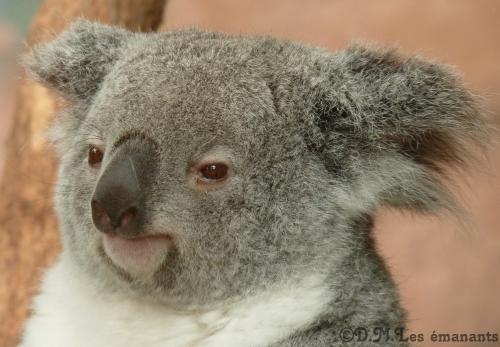 Votre chien voit-il en couleurs ?