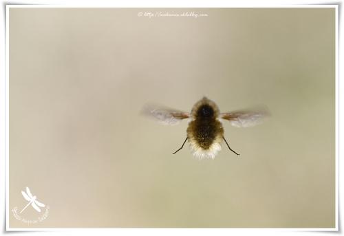 Bombyle (Bombylius minor ou petit Bombyle)