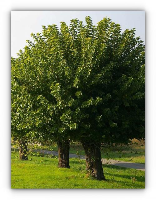 Image source, site : Couleur des bois