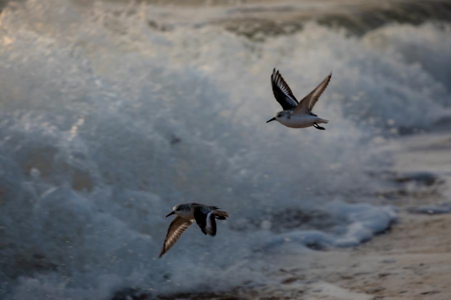 Bécasseau Sanderling